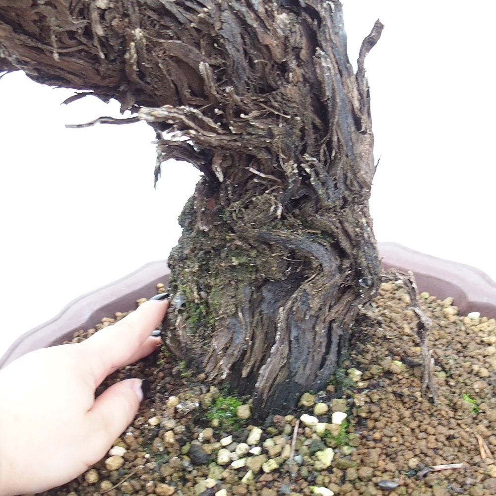 Bonsai da esterno - Vitis vinnifera MUSKAT ITALIA - Vite