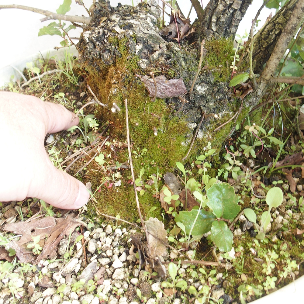 Bonsai da esterno Quercus Cerris - Quercia Cer