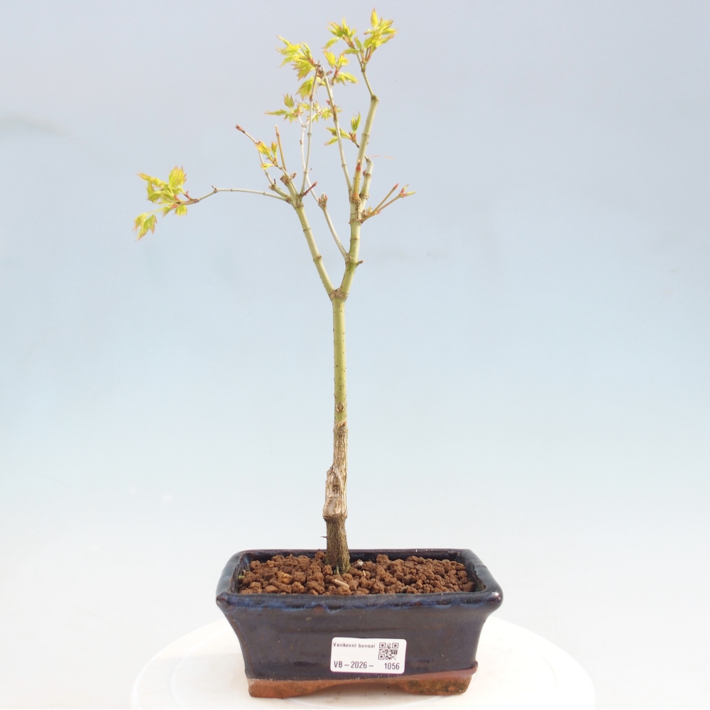 Acer palmatum Aureum - Acero dorato