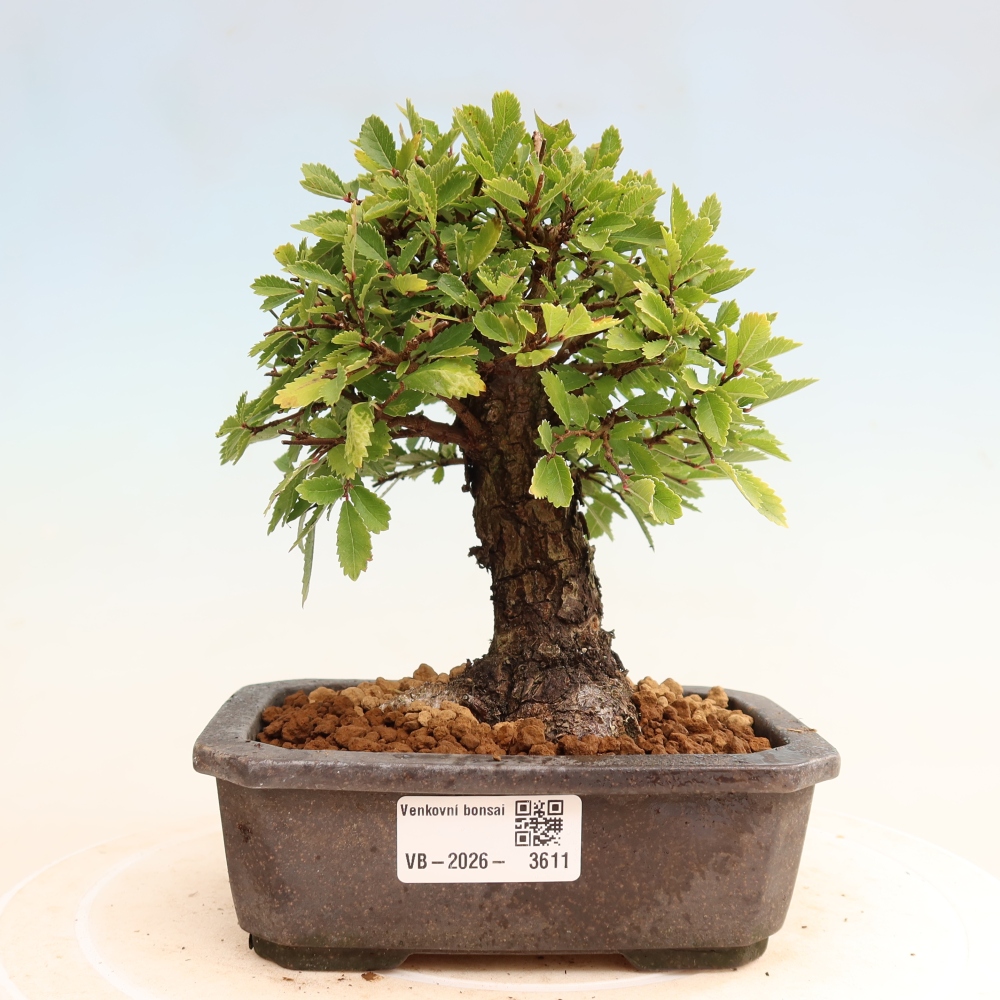 Bonsai da esterno - Zelkova - Zelkova NIRE