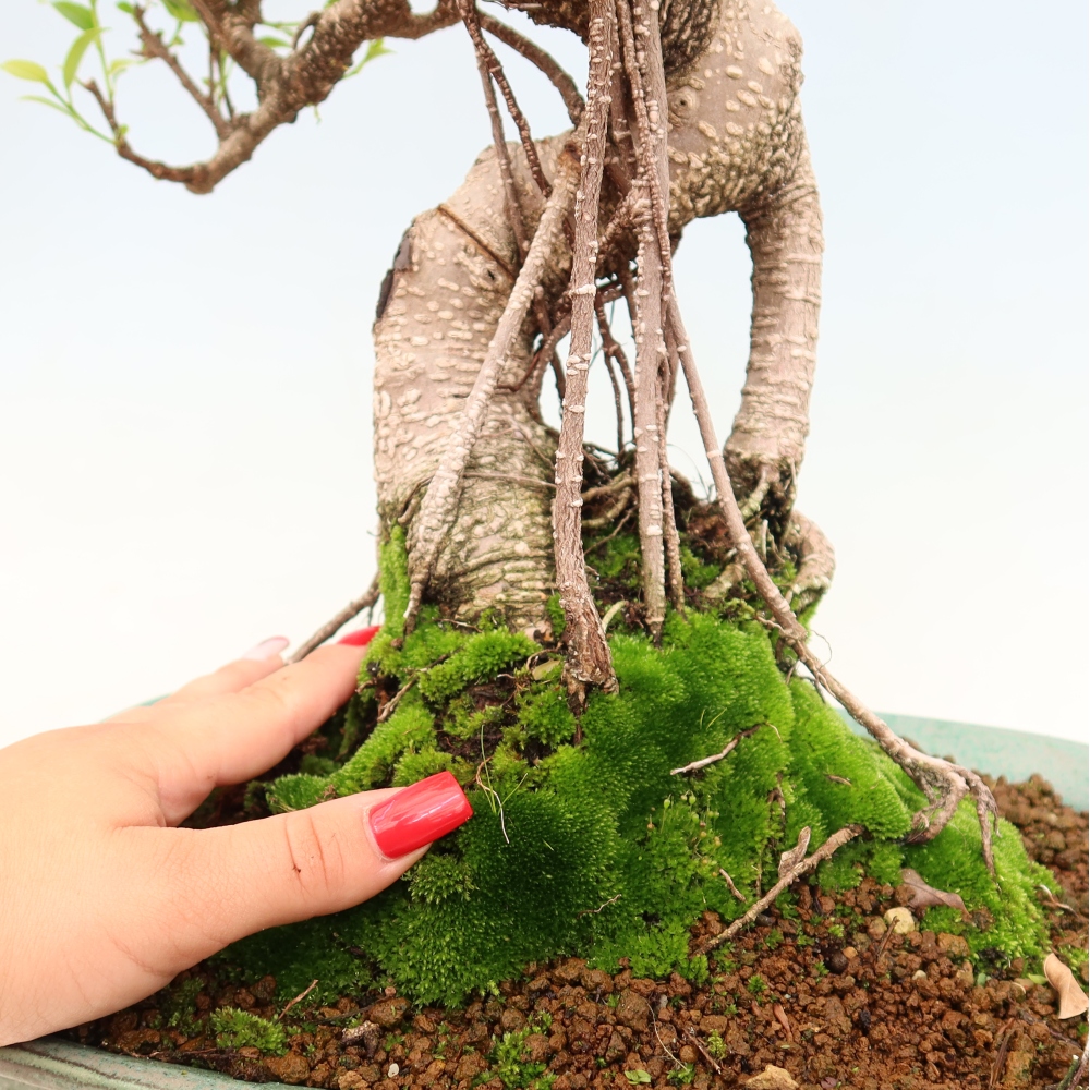 Camera bonsai - Ficus kimmen - ficus a foglie piccole