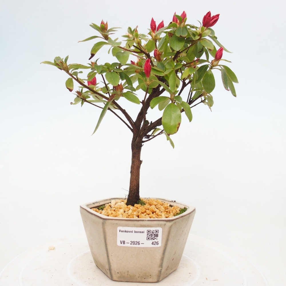 Bonsai da esterno - Azalea giapponese - Azalea sp.