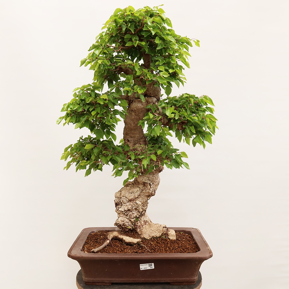 Bonsai da esterno -Carpinus Coreana - Carpino coreano
