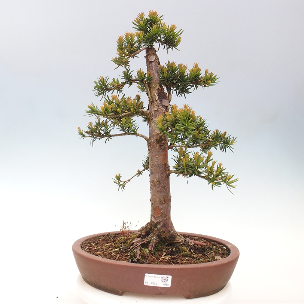 Bonsai da esterno - Taxus cuspidata - Tasso giapponese