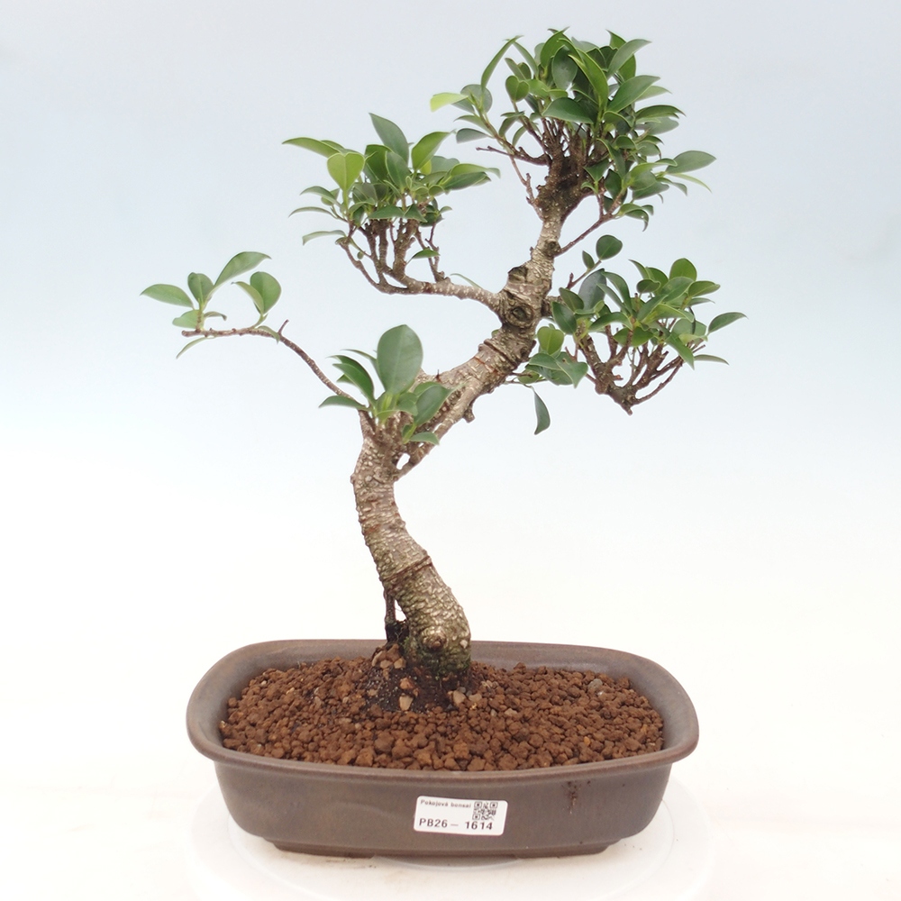 Camera bonsai - Ficus kimmen - ficus a foglie piccole