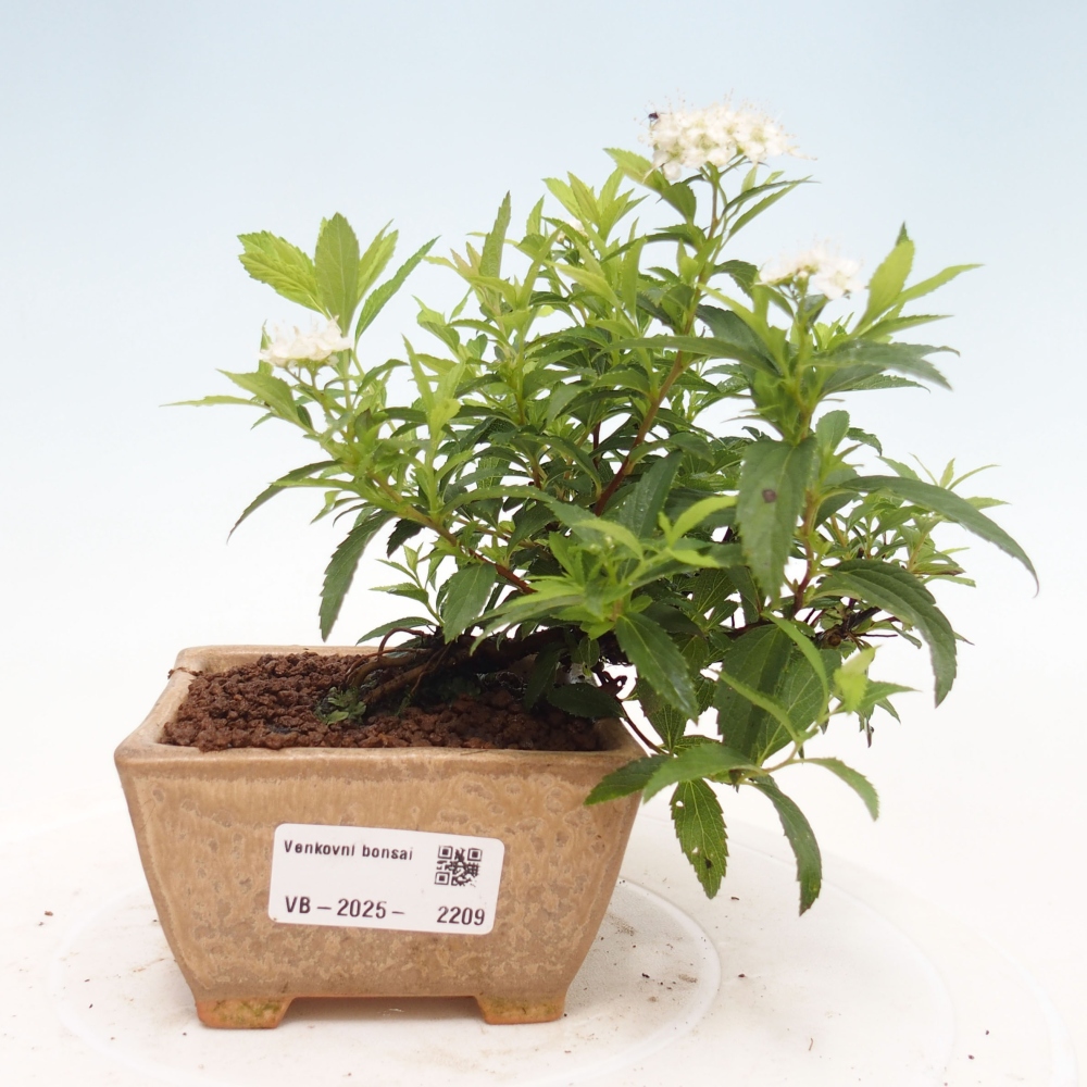 Bonsai da esterno - Spirea japonica GENPSI