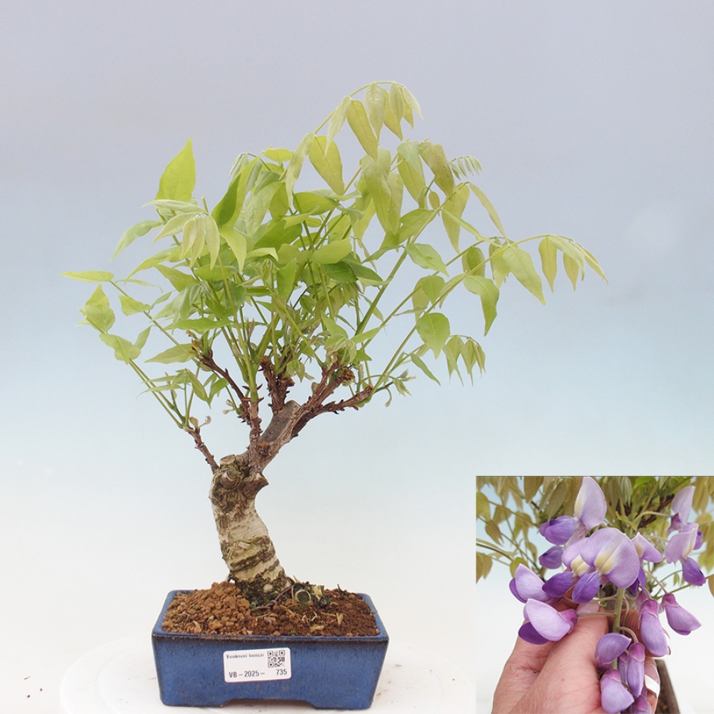 Bonsai da esterno - Glicine floribunda