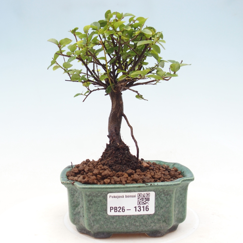 Camera bonsai - Sageretia thea - Sageretia thea