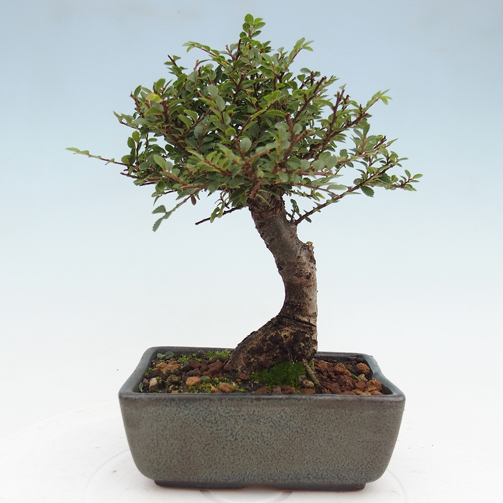 Bonsai da esterno - Ulmus parvifolia Hokkaido - Olmo cinese