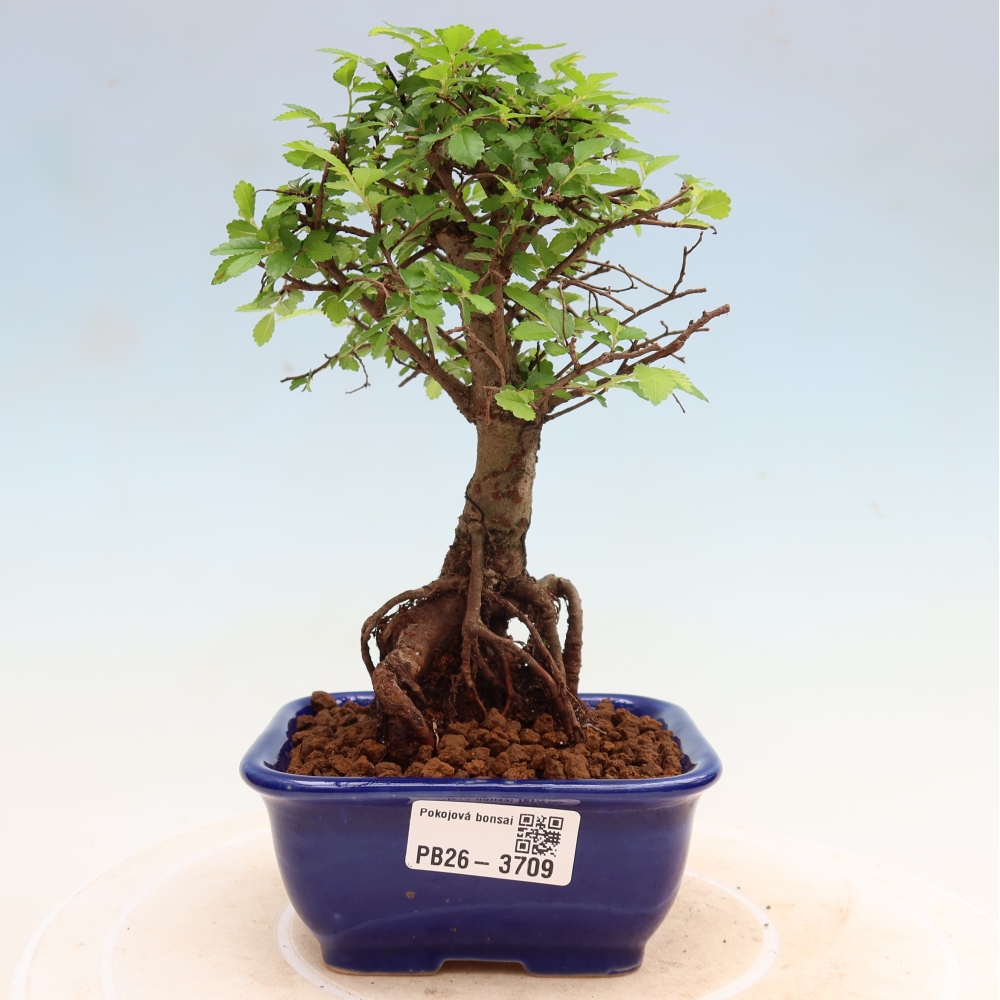 Camera bonsai - Ulmus parvifolia - Olmo a foglie piccole