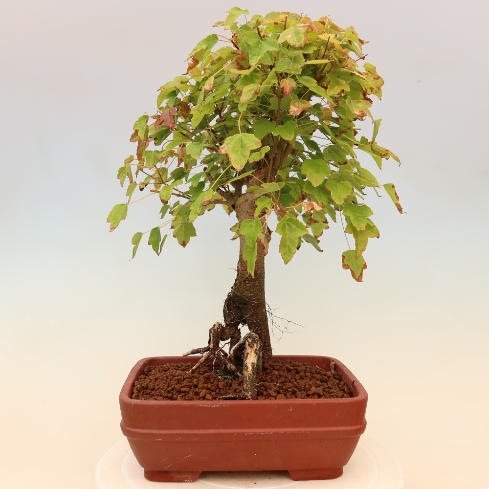 Bonsai da esterno - Acero Burger - Acer Burgerianum