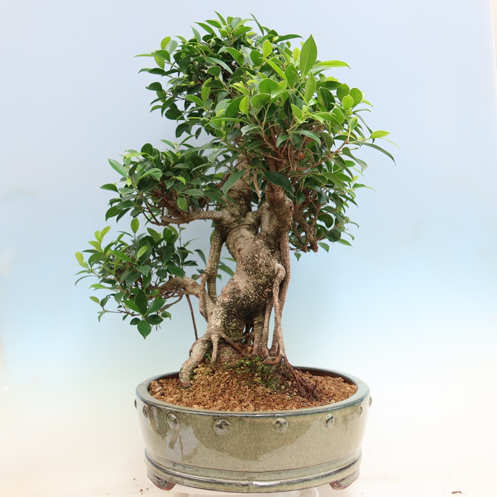 Camera bonsai - Ficus kimmen - ficus a foglie piccole