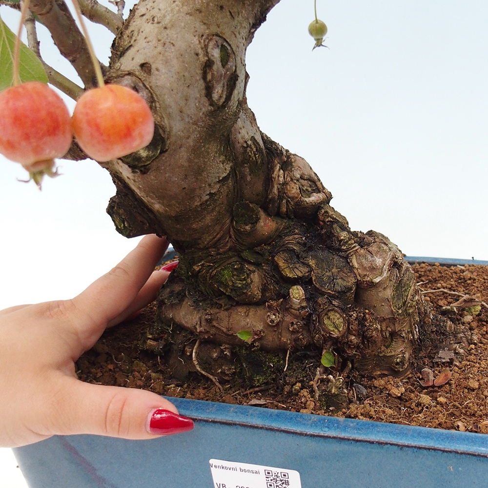 Bonsai da esterno -Malus halliana - Melo a frutto piccolo