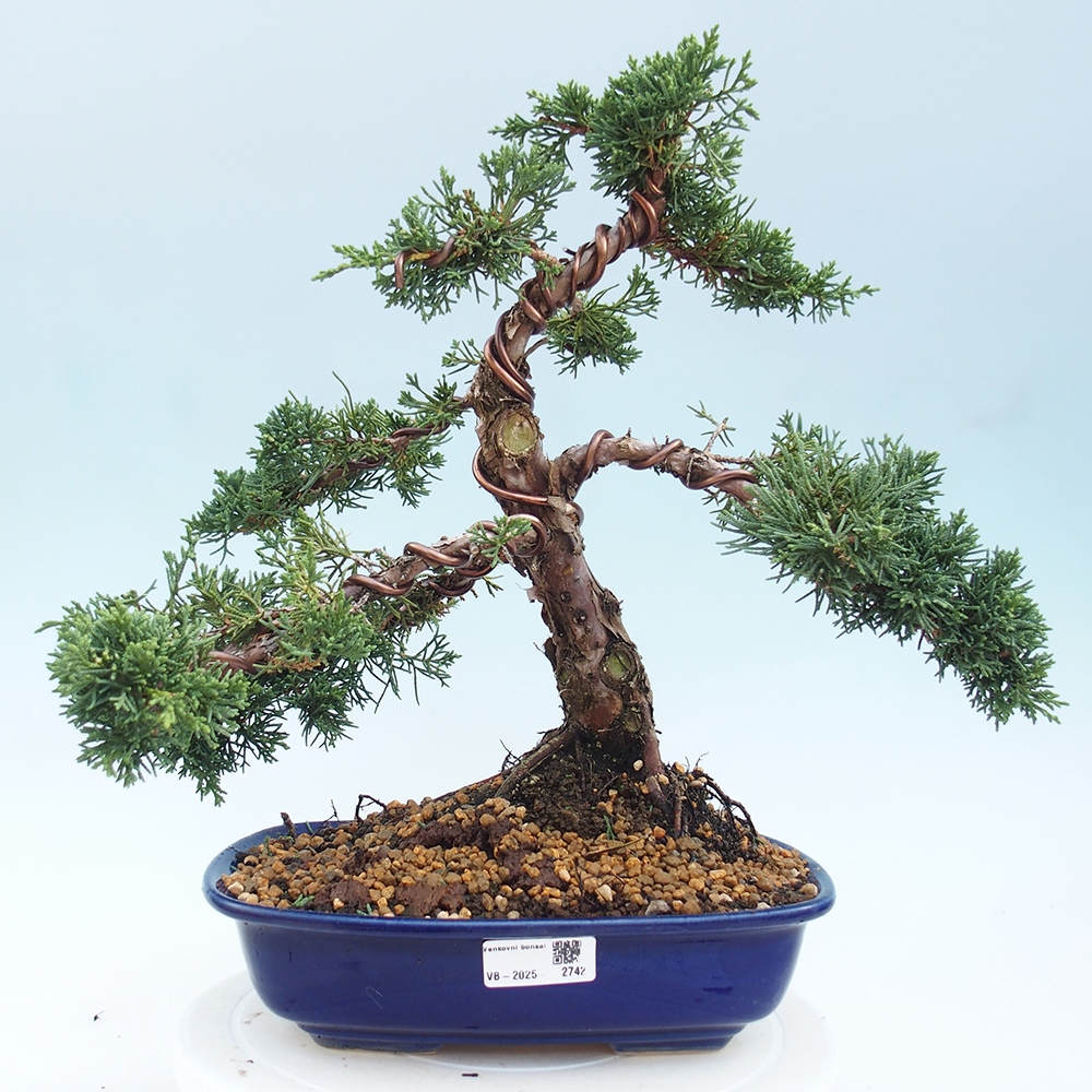 Bonsai da esterno - Juniperus chinensis Kishu