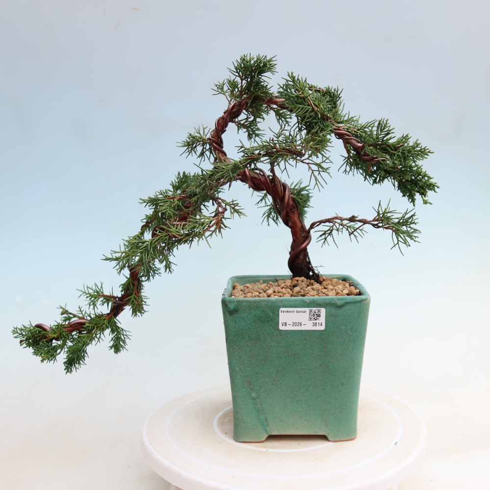 Bonsai da esterno - Juniperus chinensis Kishu