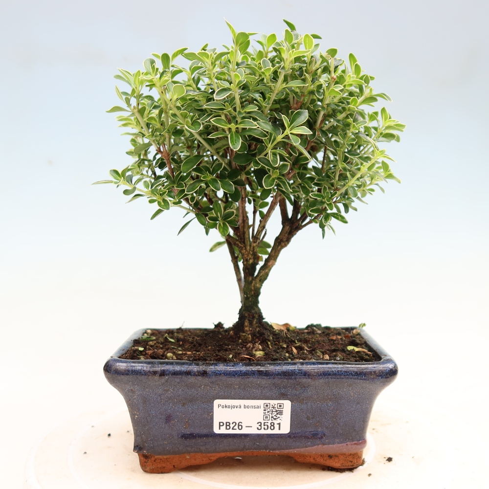 Camera bonsai - Serissa foetida Variegata - Albero delle mille stelle