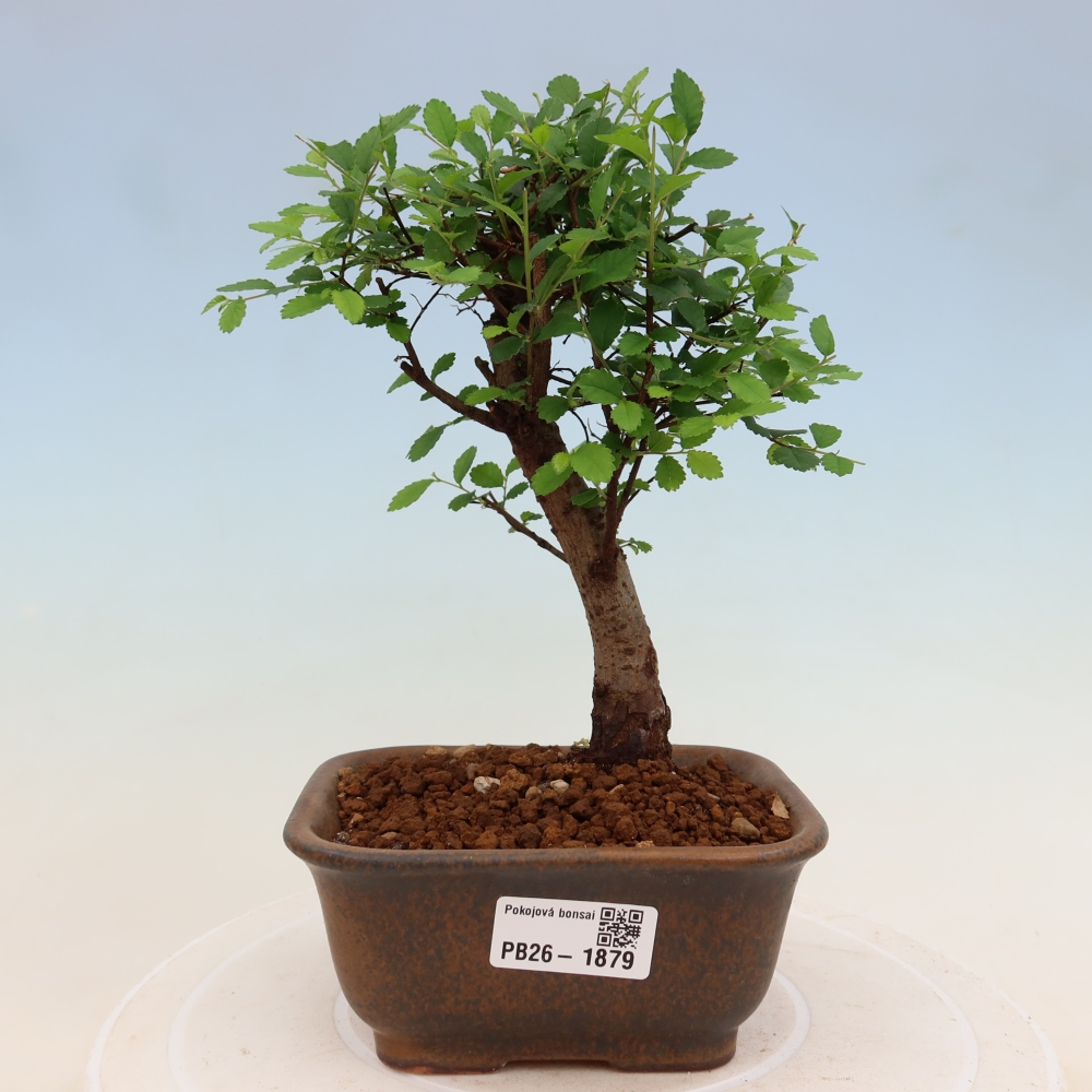 Camera bonsai - Ulmus parvifolia - Olmo a foglie piccole
