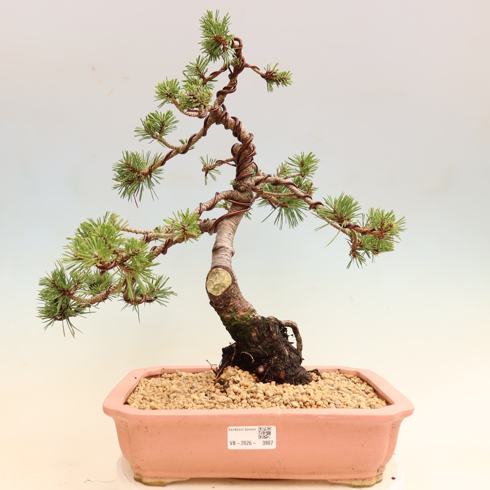Bonsai da esterno - Pinus mugo Humpy  - Pino mugo