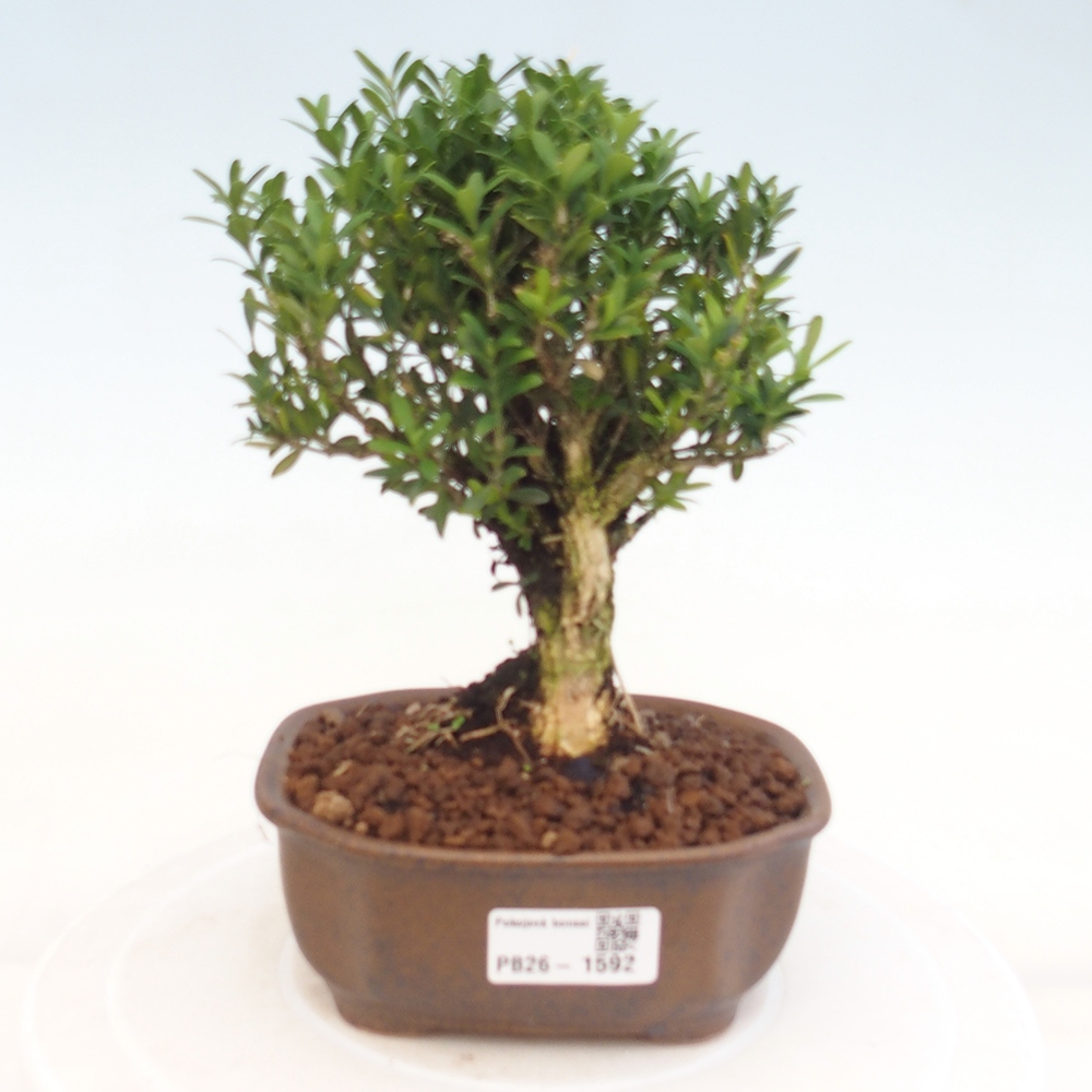 Camera bonsai - Buxus harlandii - buxus da sughero