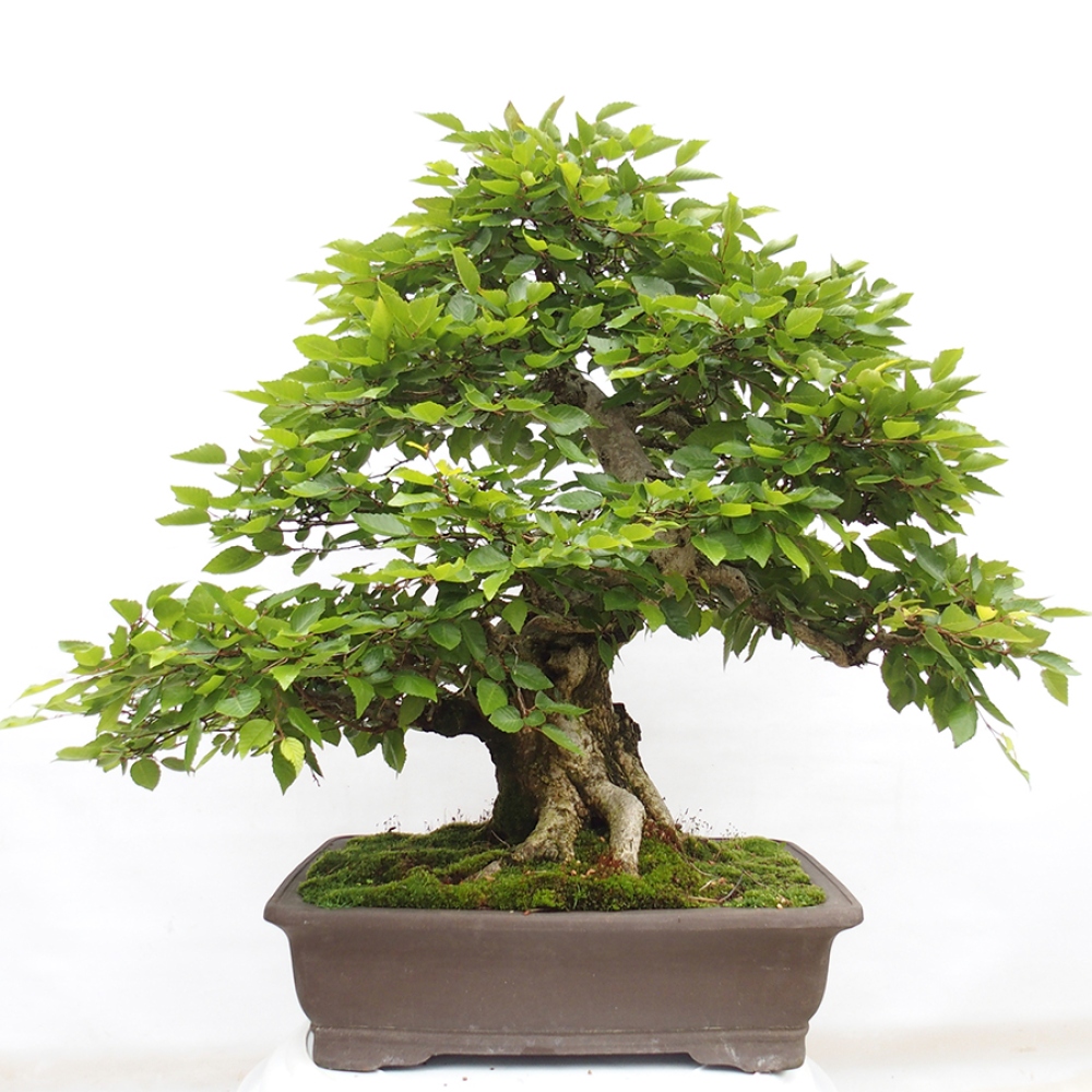 Bonsai da esterno -Carpinus CARPINOIDES - Carpino coreano