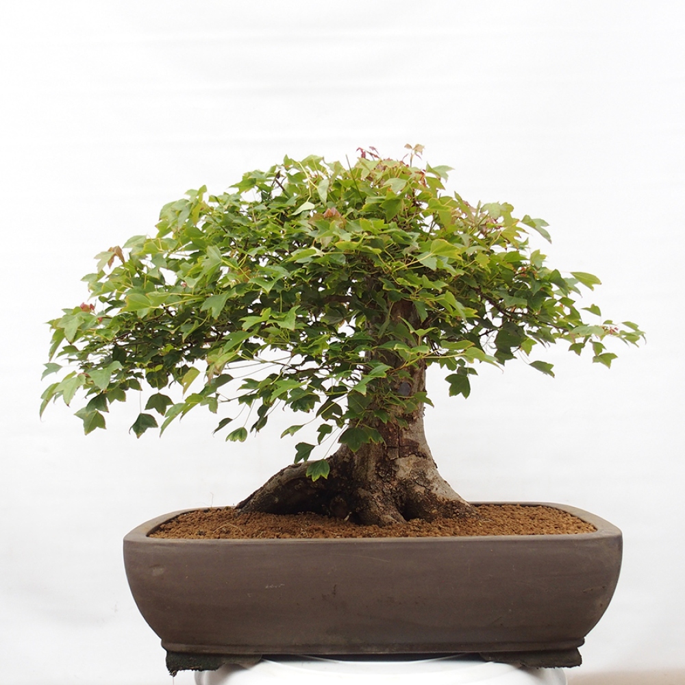 Bonsai da esterno - Acer Buergerianum - Acero di Burger