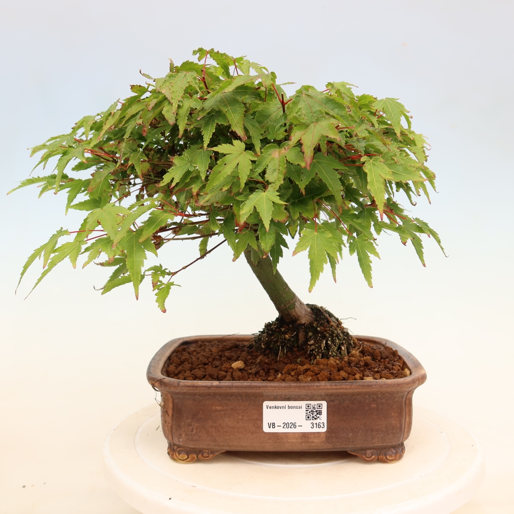 Acer palmatum KIOHIME - Acero palmato