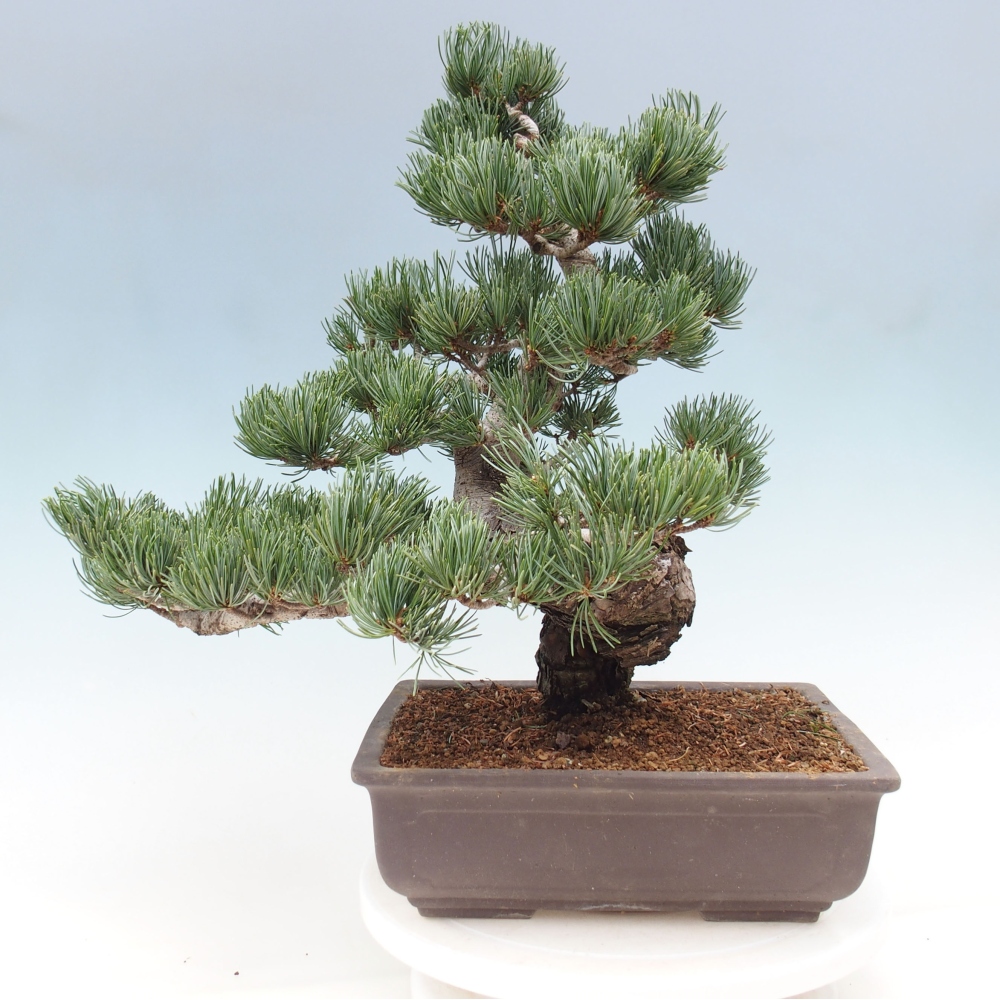 Bonsai da esterno - Pinus parviflora - Pinus parviflora