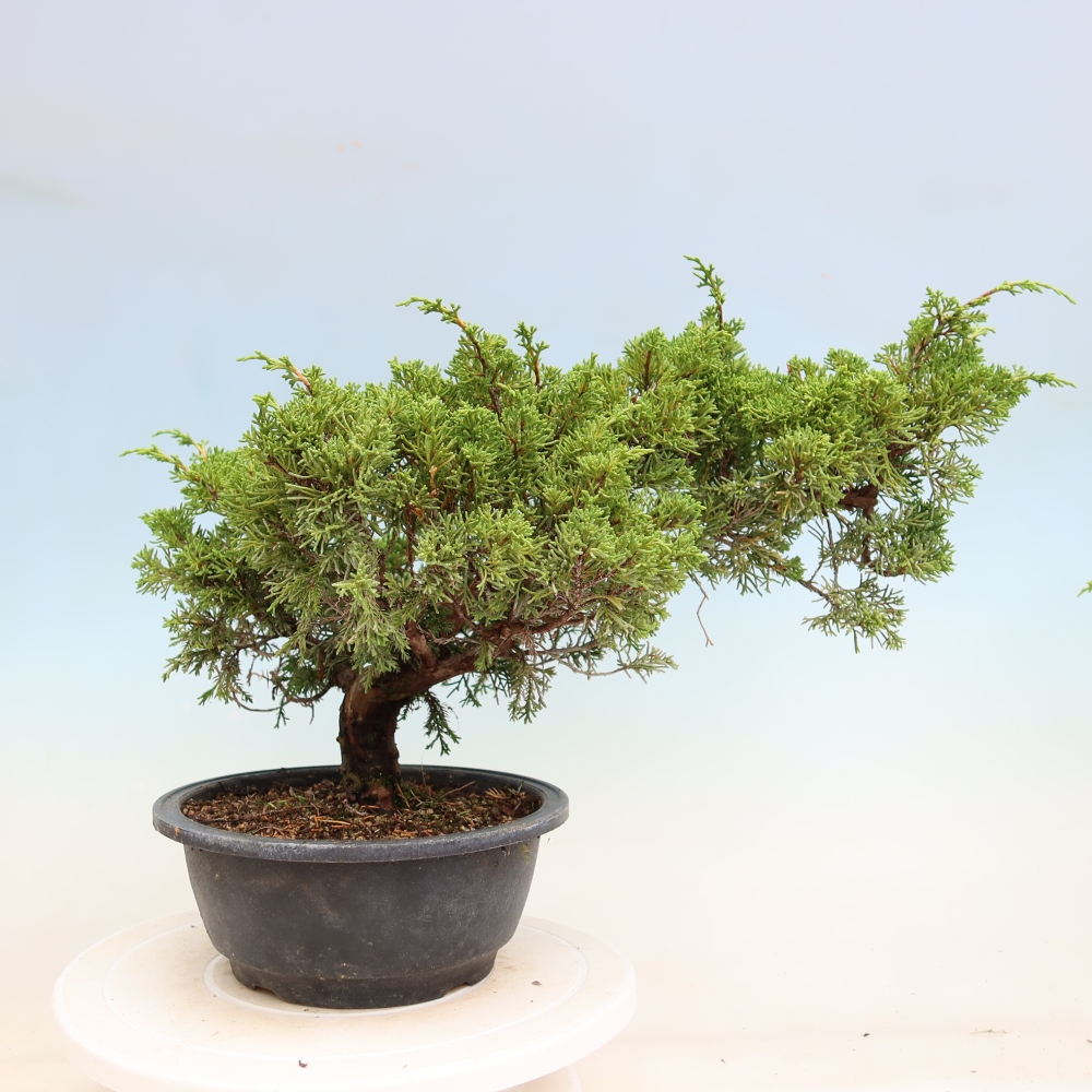 Bonsai da esterno - Juniperus chinensis Itoigawa-Juniperus chinensis