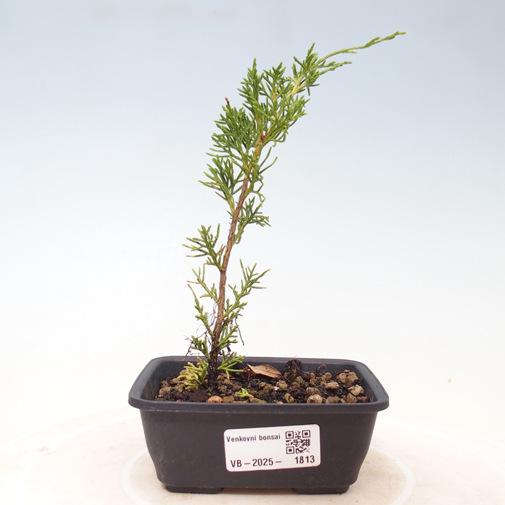 Bonsai da esterno - Juniperus chinensis Itoigawa