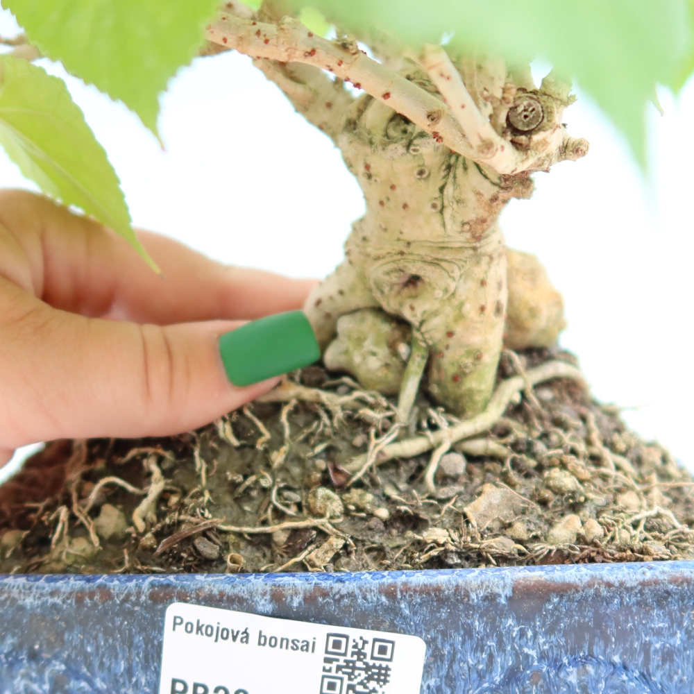 Bonsai da interno - Hibiscus tiliaceus - Ibisco marino