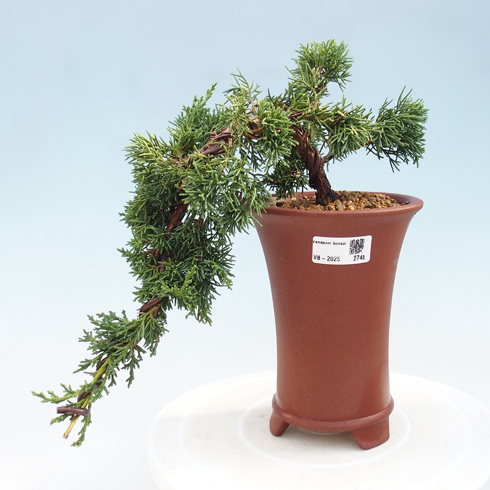 Bonsai da esterno - Juniperus chinensis Kishu