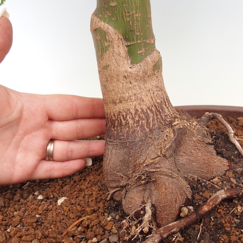 Bonsai da esterno -Palma di Giava Acer palmatum Shishigashira