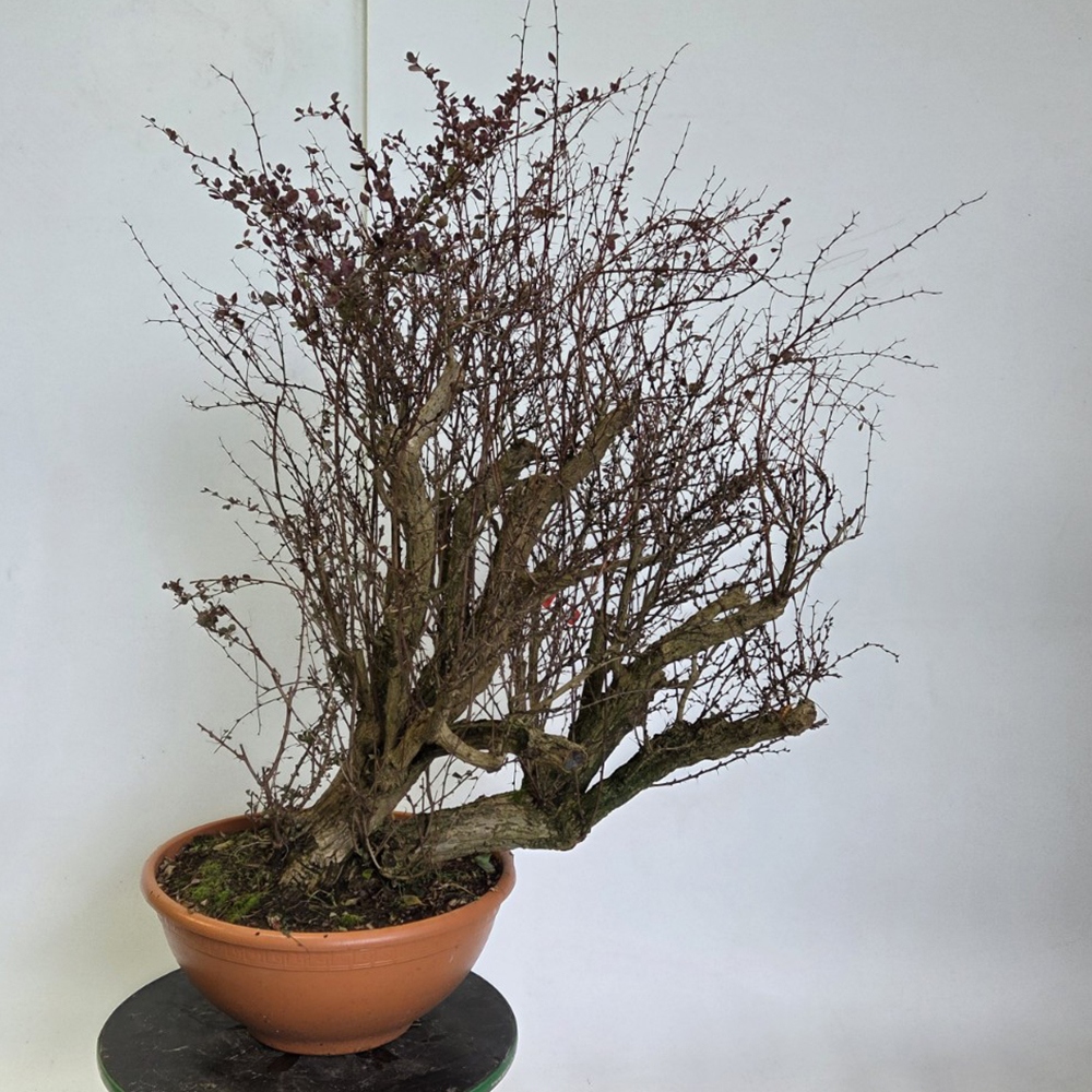Bonsai da esterno - Crespino - Berberis thunbergii atropurpurea