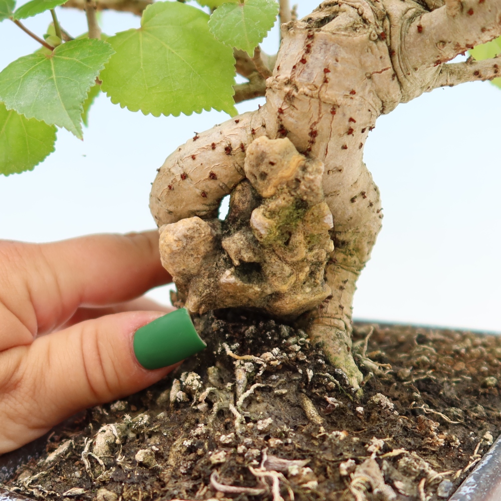 Bonsai da interno - Hibiscus tiliaceus - Ibisco marino