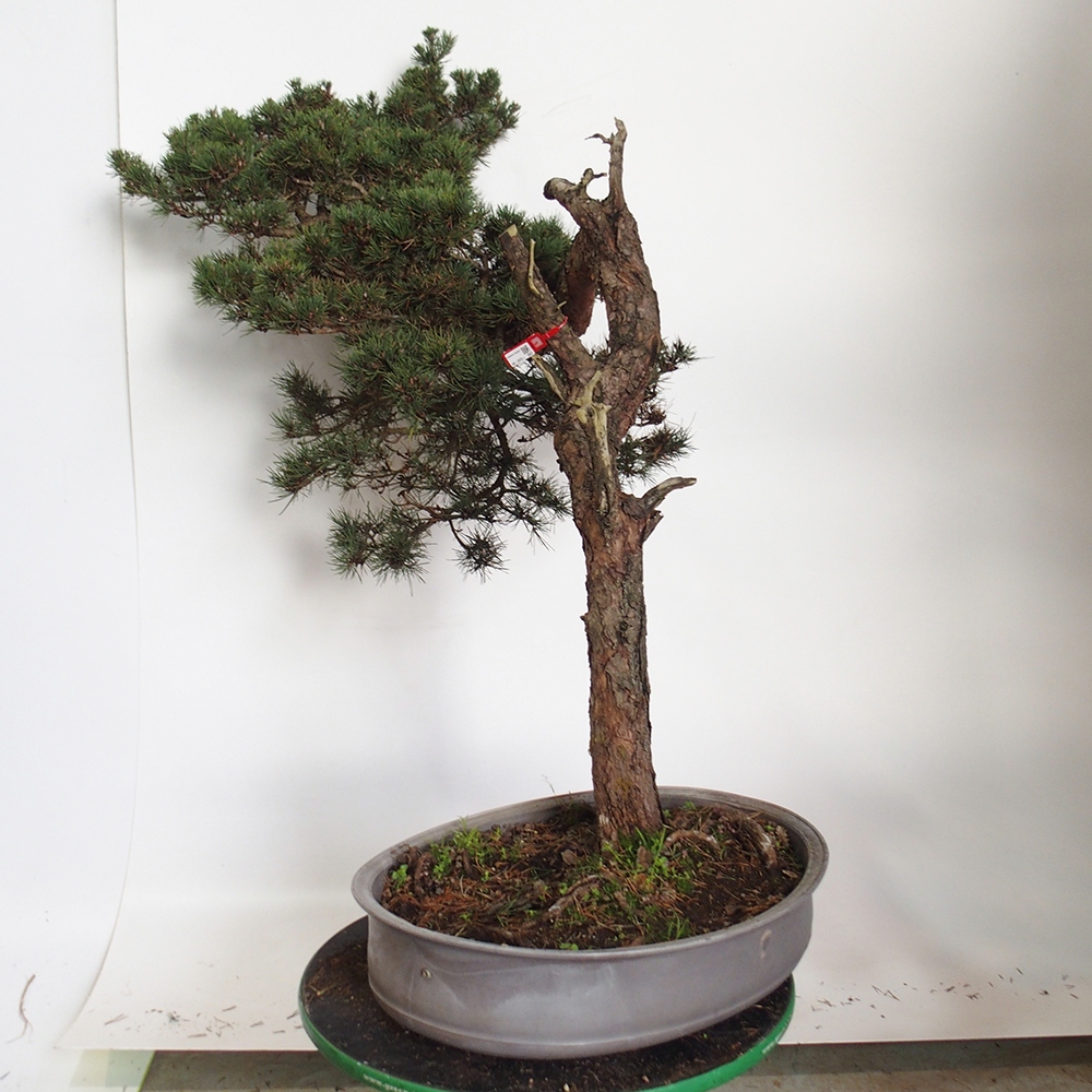 Yamadori - Pinus sylvestris Spagna
