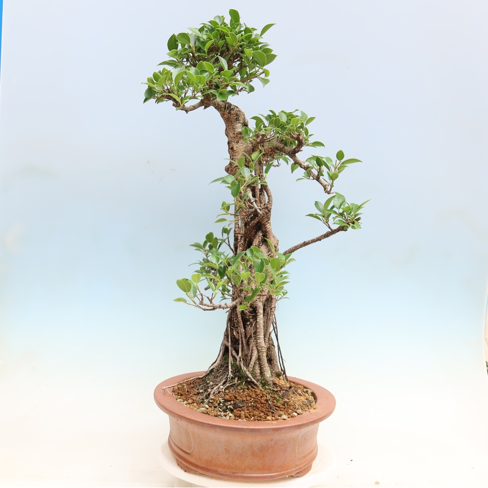 Camera bonsai - Ficus kimmen - ficus a foglie piccole