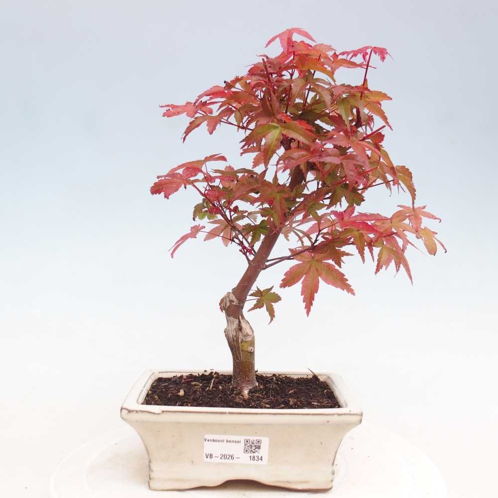 Bonsai da esterno - Acer palmatum DESHOJO