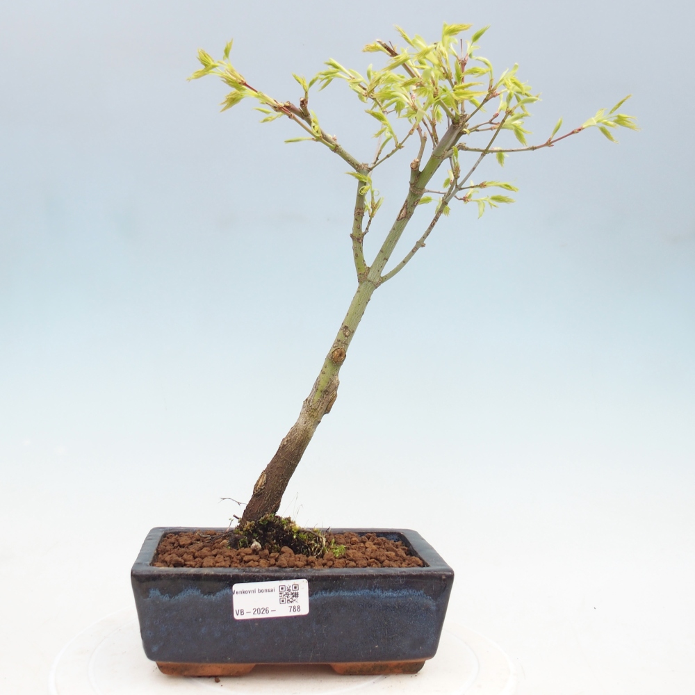 Acer palmatum Aureum - Acero dorato