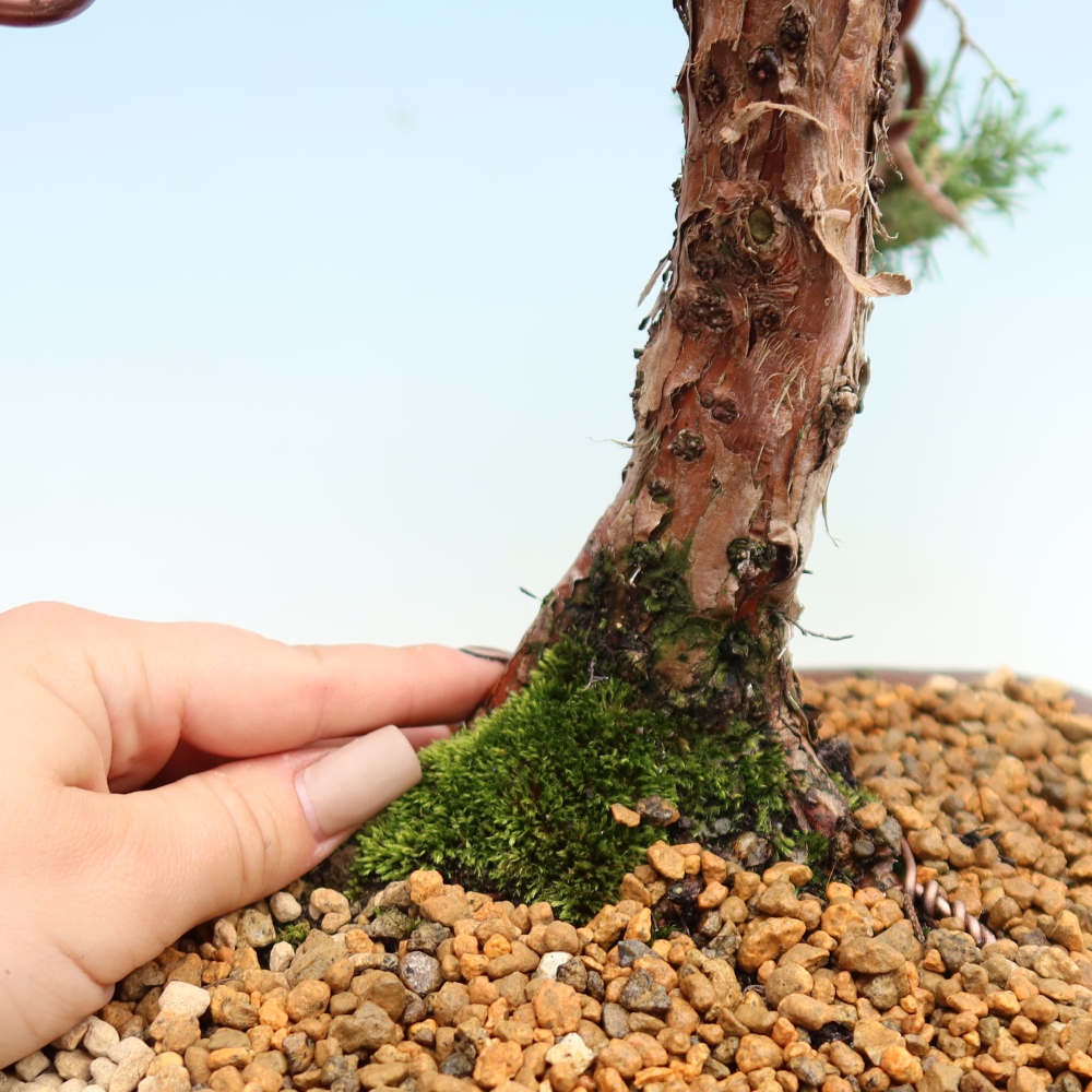 Bonsai da esterno - Juniperus chinensis Kishu
