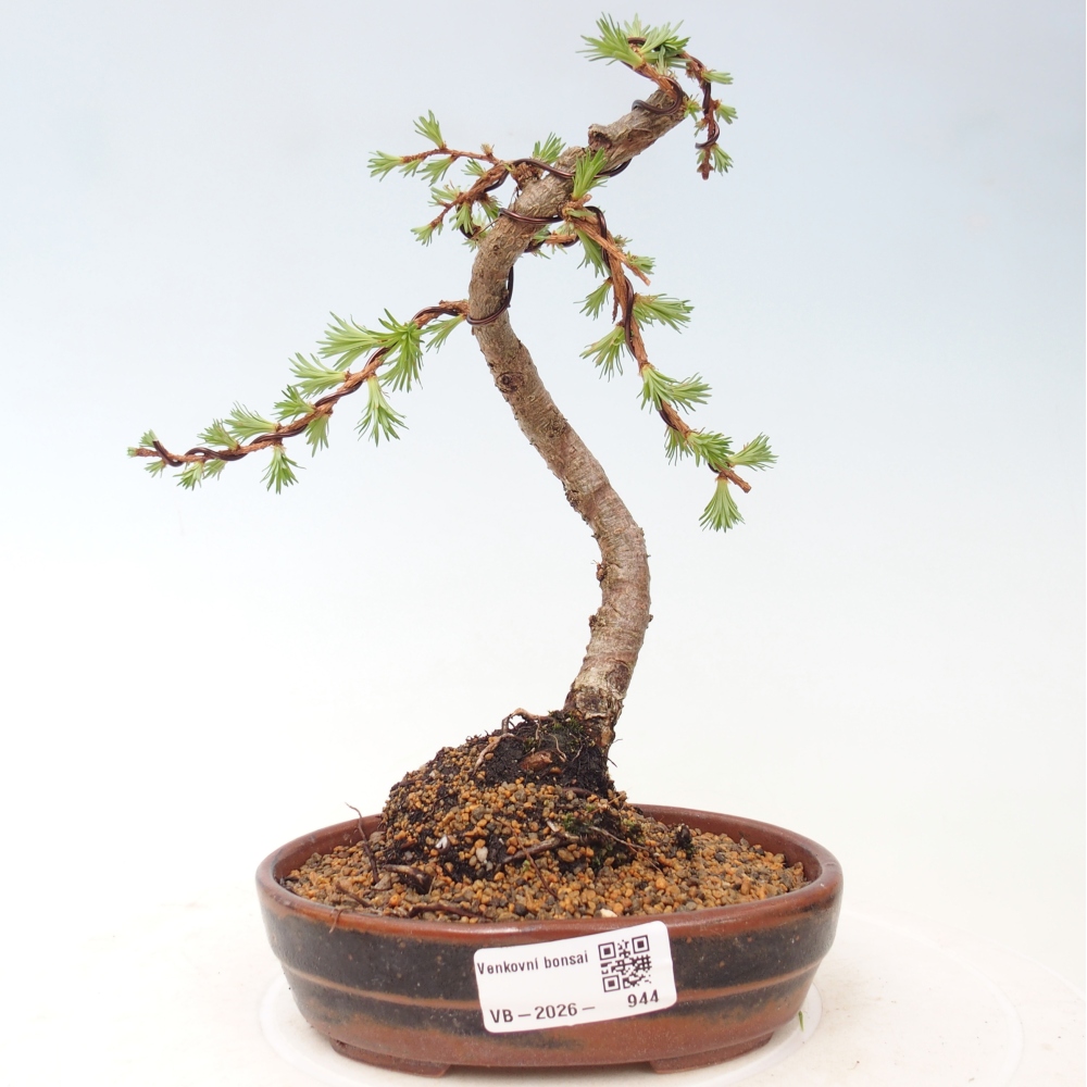 Bonsai da esterno - Larix Kaempferi - Larice giapponese