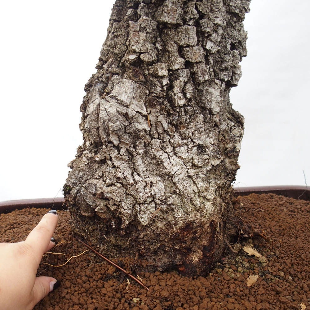 Yamadori - Quercus Ilex - Agrifoglio di quercia