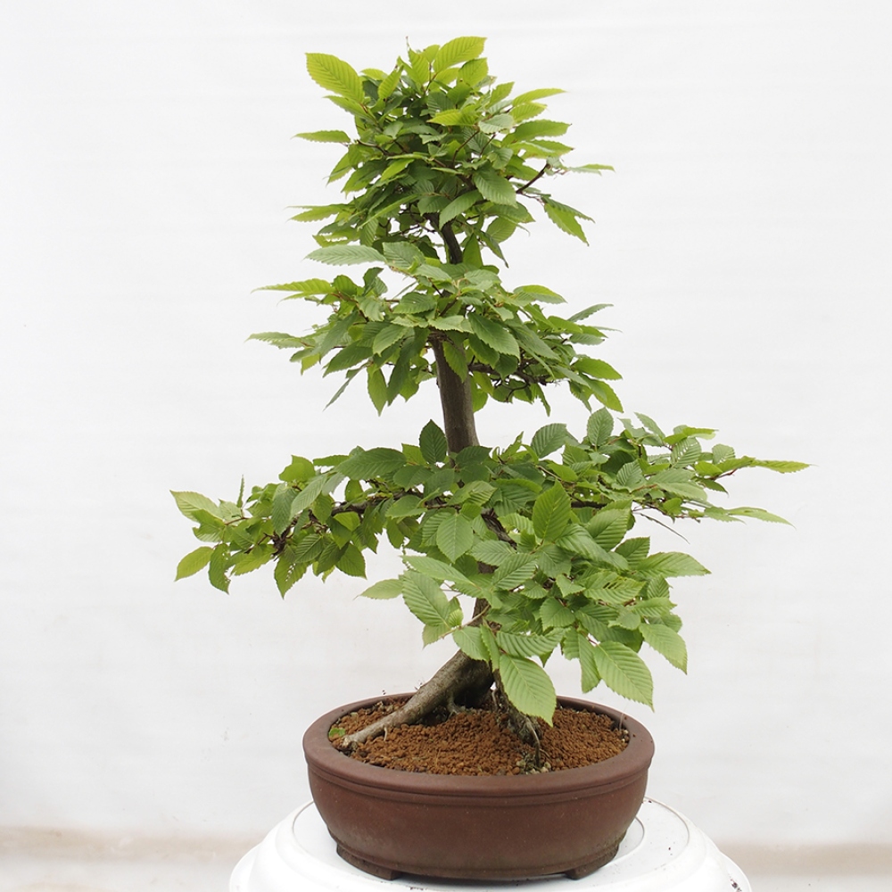 Bonsai da esterno - Carpino - Carpinus betulus