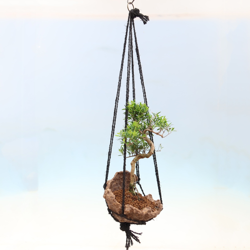 Kokedama in ceramica -Syzygium - Albero del pimento