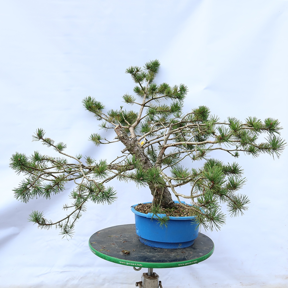 Pinus sylvestris Spagna - pino silvestre