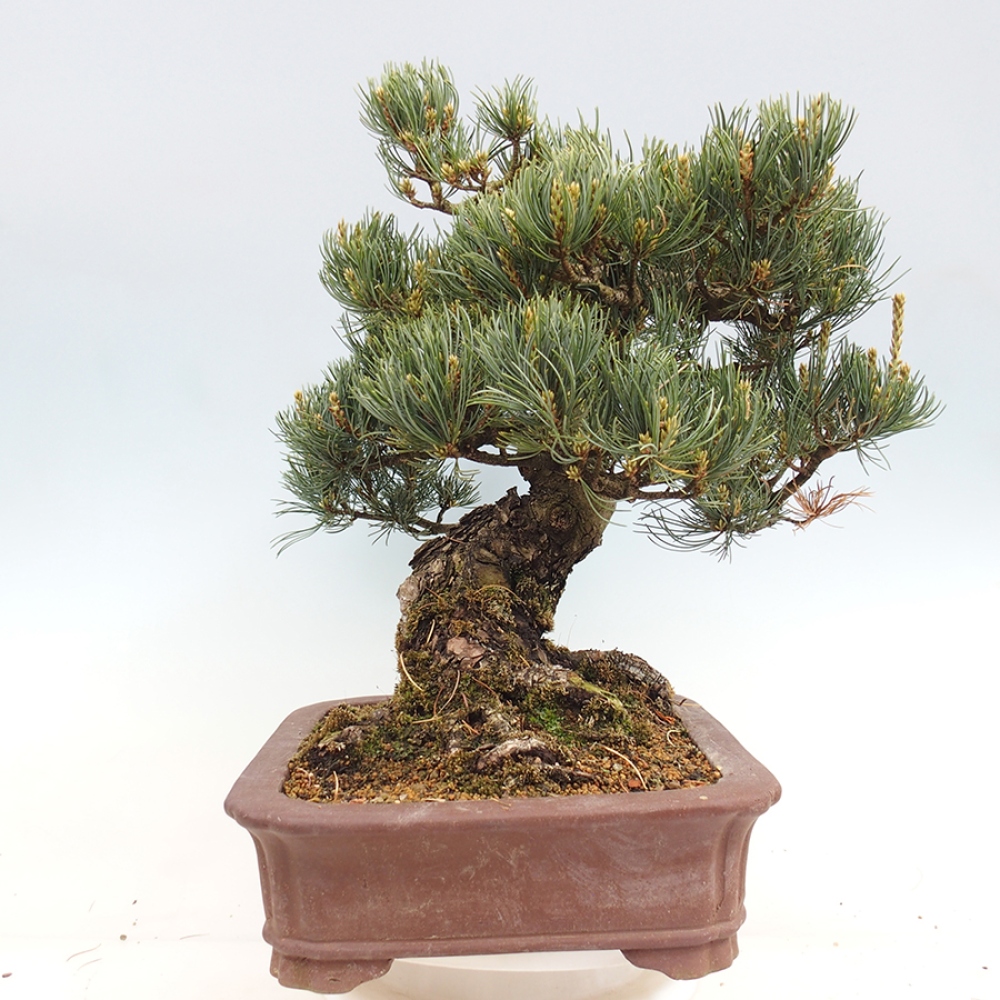 Bonsai da esterno - Pinus parviflora - Pinus parviflora