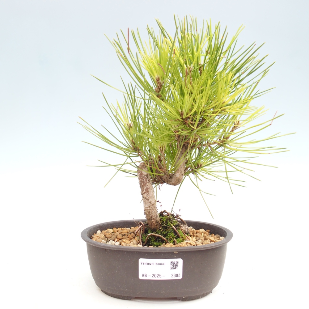 Bonsai da esterno - Pinus thunbergii - Pino di Thunberg