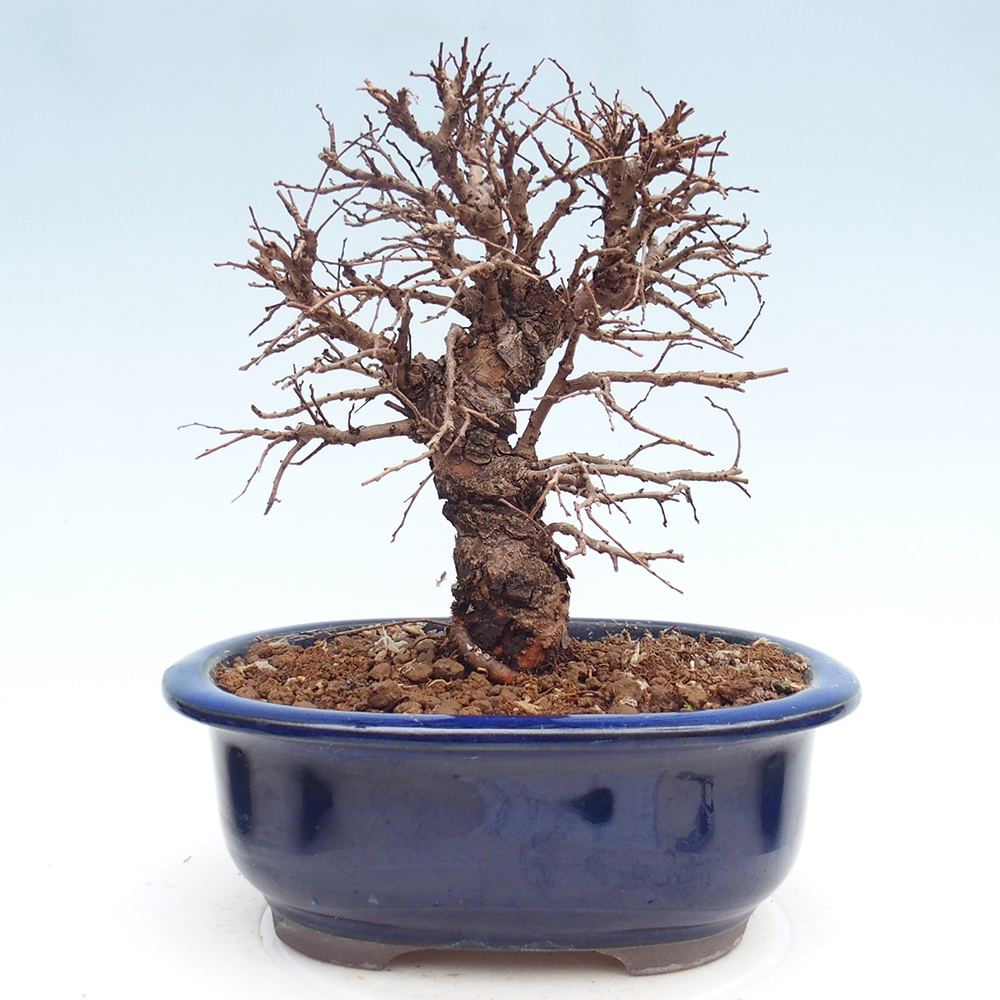 Bonsai da esterno - Zelkova - Zelkova NIRE