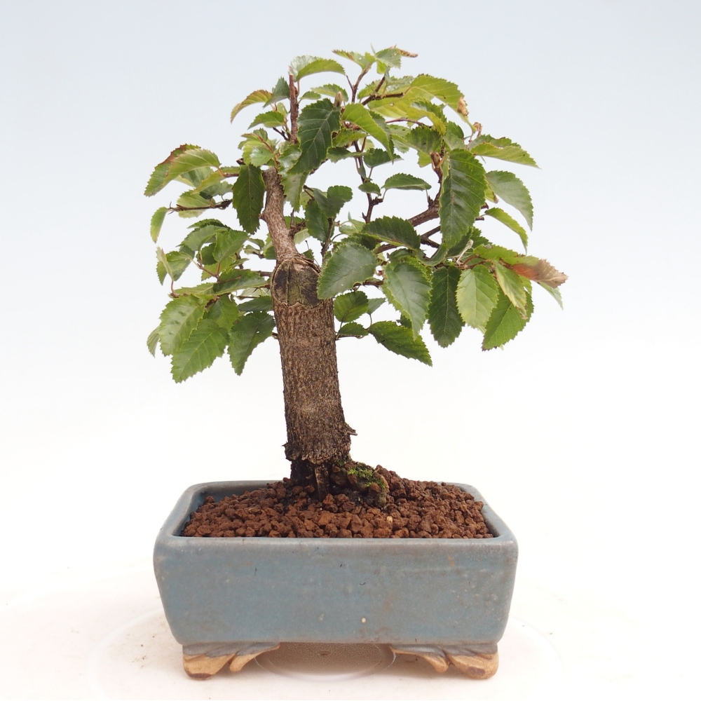Bonsai da esterno -Carpinus CARPINOIDES - Carpino coreano