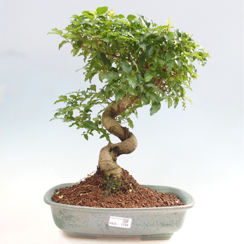 Camera bonsai -Ligustrum chinensis - Becco d'uccello