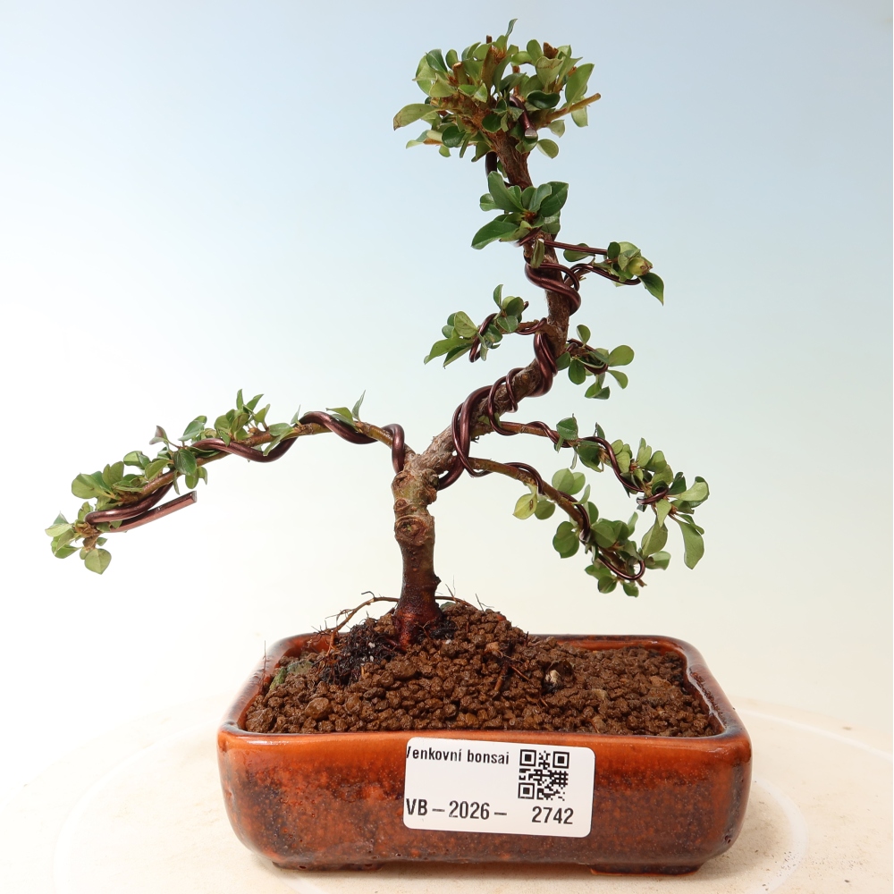 Bonsai da esterno - Cotoneaster horizontalis - Montagna rocciosa